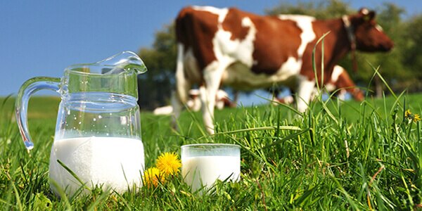 Bệnh dị ứng đạm sữa bò là hiện tượng trẻ nhỏ không dung nạp đạm từ sữa